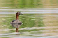 Tachybaptus ruficollis (tuffetto)2